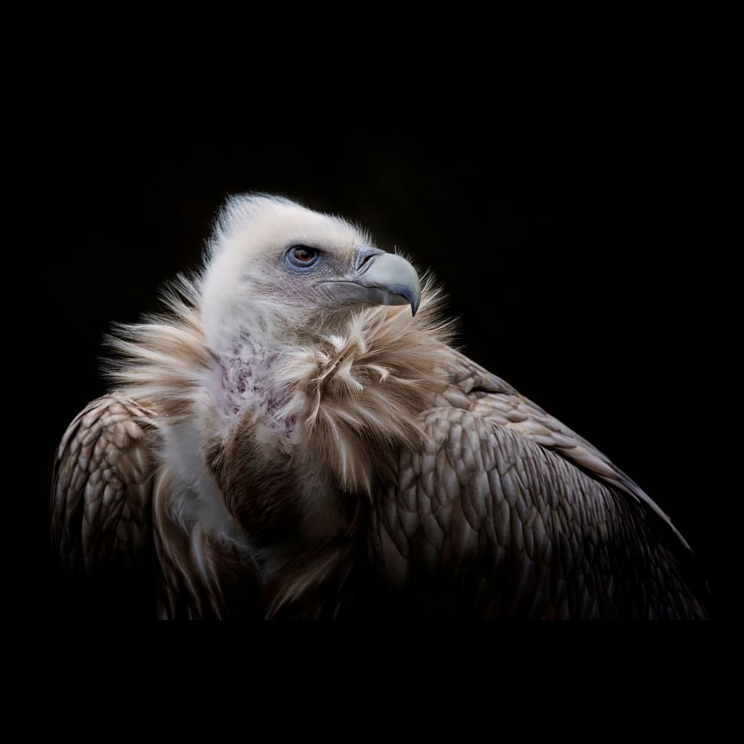 Saving Vultures To Keep Ecosystems Healthy